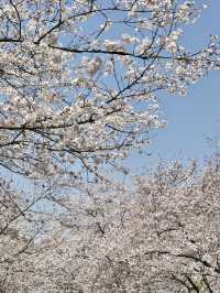 Chasing Sakura at Yuantouzhu, the World’s Blossom Crown Jewel