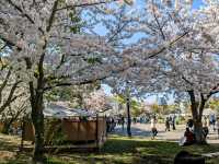 福岡舞鶴公園，市區內最便捷的賞櫻景點