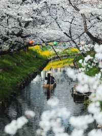 Chasing Sakura at Kawagoe Saitama