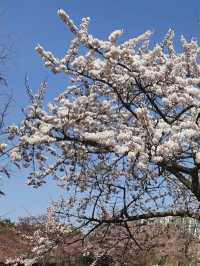 🌸 안양 충훈 벚꽃축제, 봄의 낭만을 만끽하는 완벽 여행지!