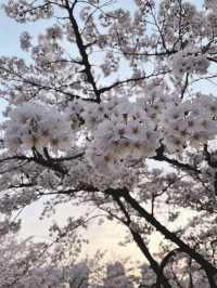 🌸 안양 충훈 벚꽃축제, 봄의 낭만을 만끽하는 완벽 여행지!