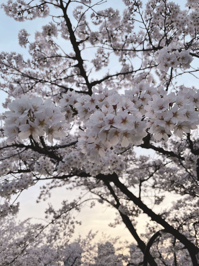 🌸 안양 충훈 벚꽃축제, 봄의 낭만을 만끽하는 완벽 여행지!