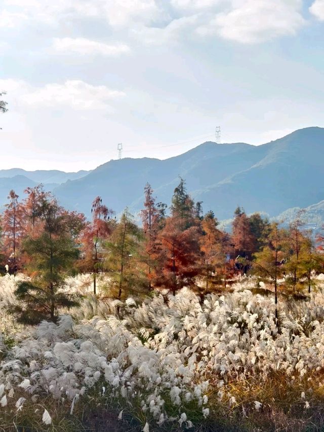 Siming Mountain National Forest Park: A Nature Lover's Paradise