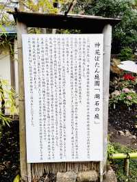 【神奈川県/鎌倉　豪華爛漫✨春ぼたんと桜が楽しめる美しい庭園】