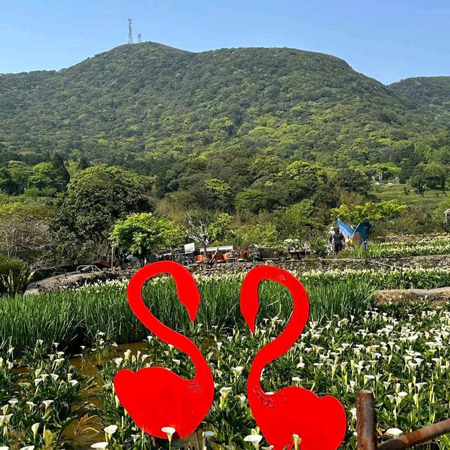 陽明山竹子湖