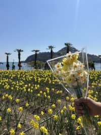 노오란 수선화가 가득한 ‘거제 공곶이’ 🌼🌻