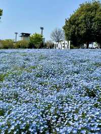Spring Outing at Toneri Park – A Sea of Nemophila 🌸💙