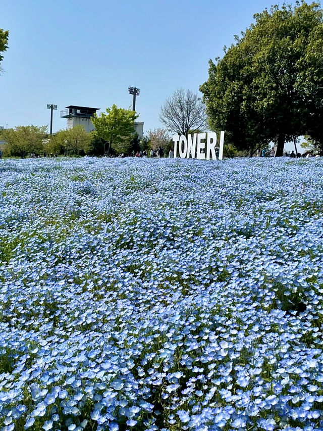 Spring Outing at Toneri Park – A Sea of Nemophila 🌸💙