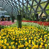 ไปชมทุ่งดอกทิวลิปที่ ระยองกัน 🌷