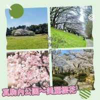 櫻花仙境～真駒內公園  