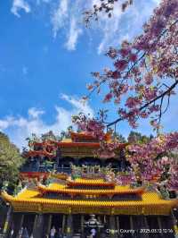 ไปดูดอกแมกโนเลียที่ Alishan 