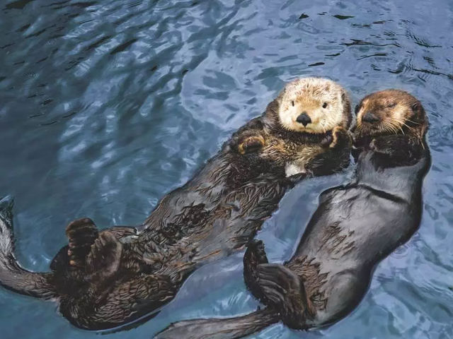 溫哥華水族館