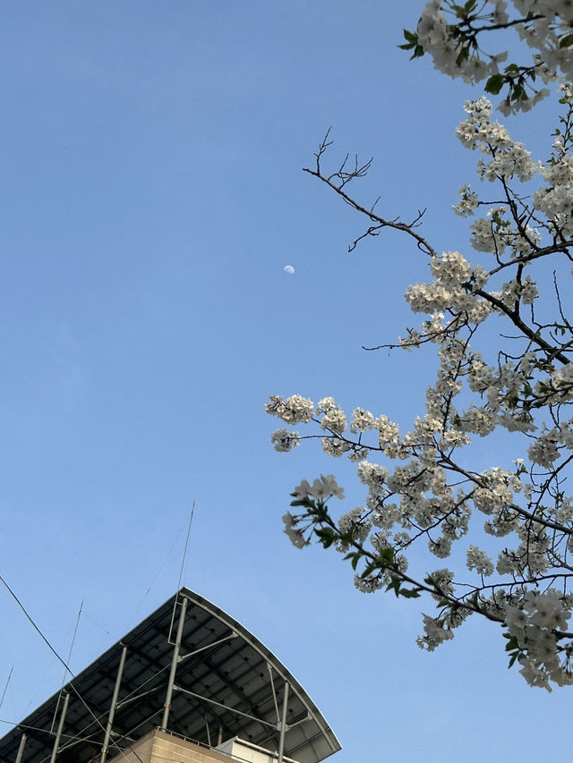 성안길에서 무심천 따라 걷는 힐링 산책길🌸🤍 부담없는 힐링 데이트코스