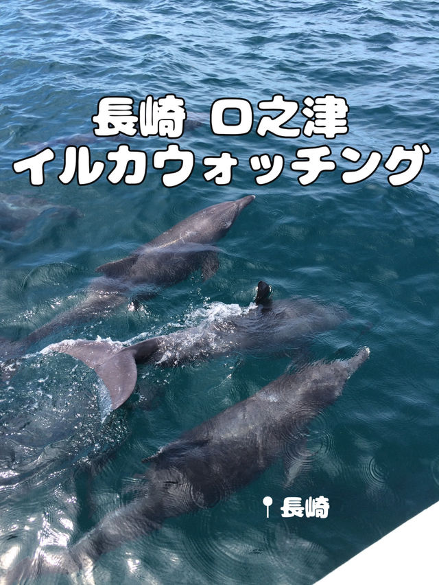 【長崎】400頭のイルカに会えるかも🐬
