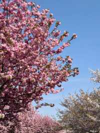 【東京】まだ間に合う!!もふもふ桜がかわいい桜スポット🌸