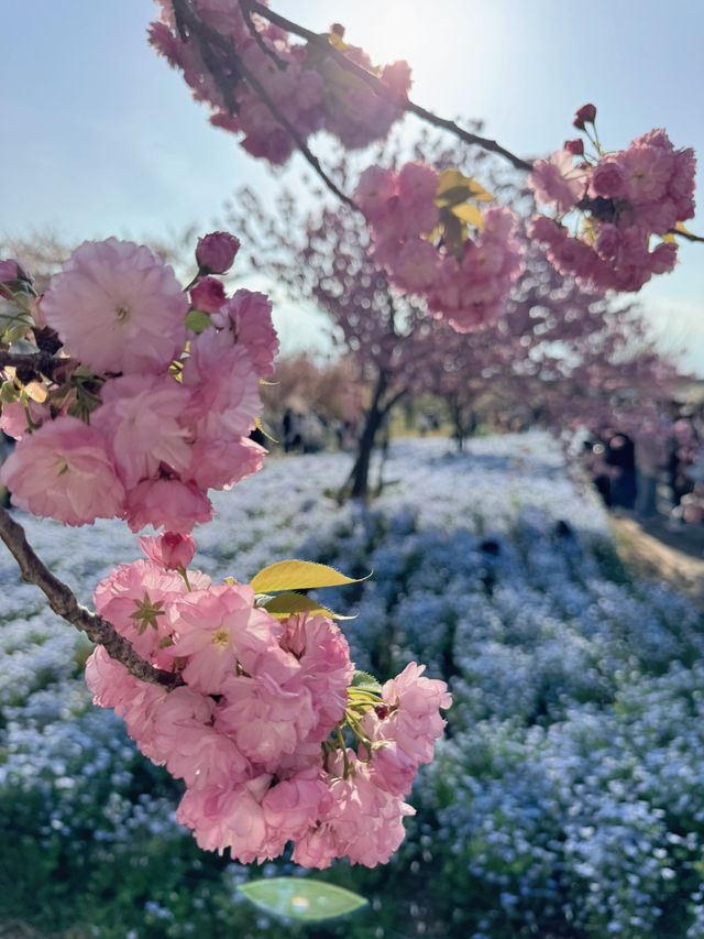 【東京】いま絶対に行きたい!!ネモフィラと桜のコラボ絶景