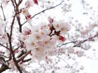 진해 벚꽃 🌸
