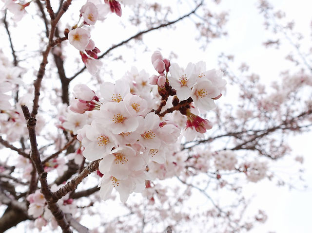 진해 벚꽃 🌸