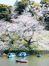 東京春日限定浪漫｜千鳥淵