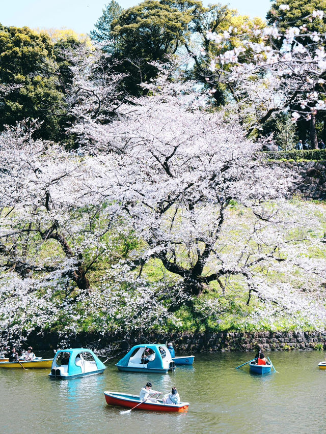 東京春日限定浪漫｜千鳥淵