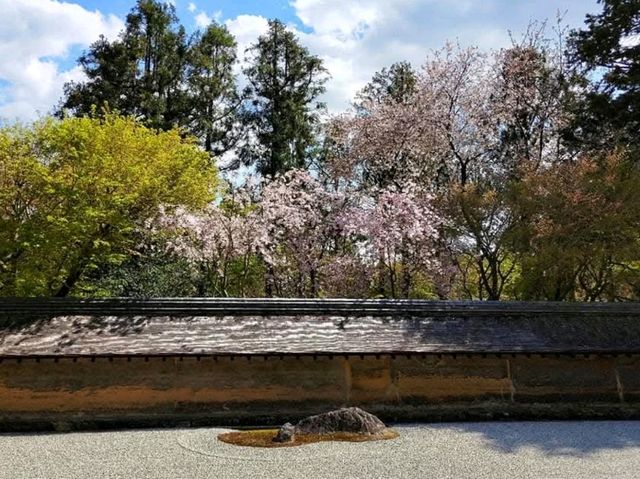 京都龍安寺，櫻花與禪風枯山水結合的美妙庭園