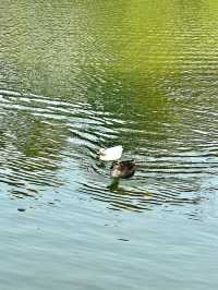 海珠湖公園｜廣州鬧市中嘅氧氣寶藏地