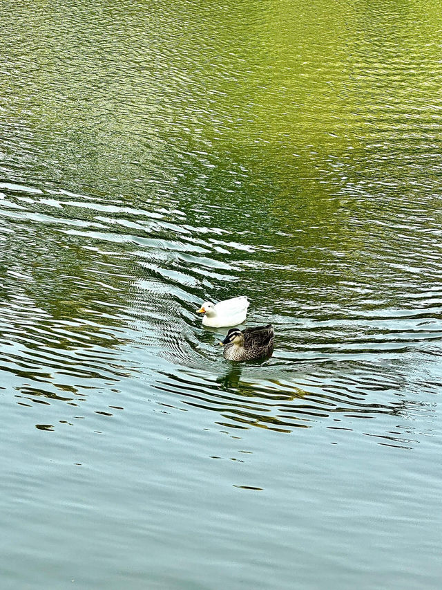 海珠湖公園｜廣州鬧市中嘅氧氣寶藏地