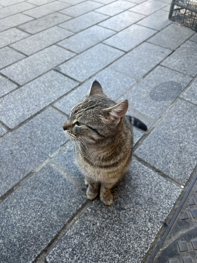 【トルコ】スルタンアフメット駅周辺散歩
