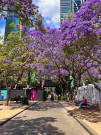 🌸 **Sydney’s Purple Paradise: Jacaranda Season Blooms into Magic!** 🌸   