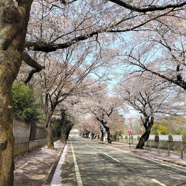 Shimizu Park, Chiba