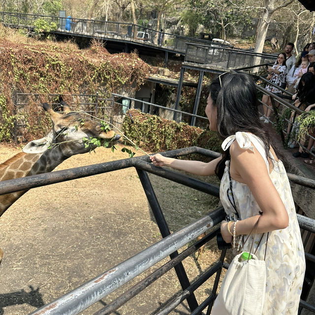 #曼谷近郊 #是拉差 Khao Kheow 動物園 🐒