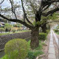 Philosopher's Walk, Kyoto