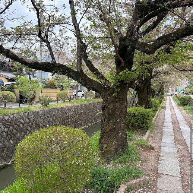 Philosopher's Walk, Kyoto