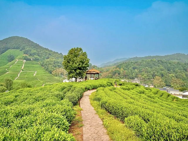 ZHEIJANG | THE DRAGON WELL TEA PLANTATION