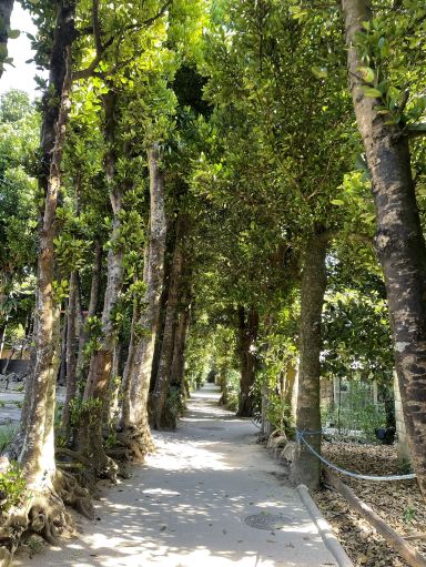 沖縄】緑のトンネル！備瀬のフクギ並木🌳 | Trip.com 本部町
