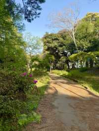 Spring Walks at Yumenoshima Green Road Park