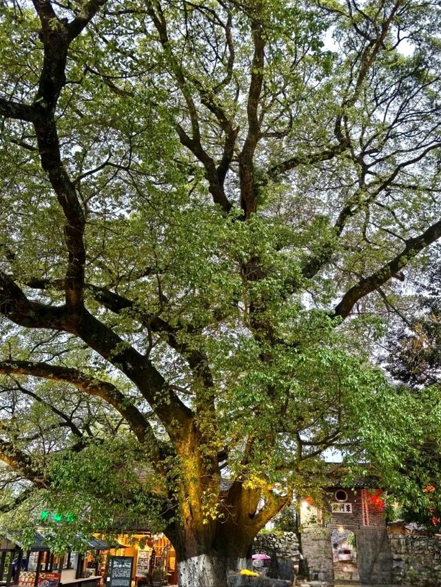 Xingning Temple: A Riverside Sanctuary for Blessings