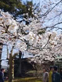 Sakura: Ephemeral Beauty and the Soul of Japanese Spring