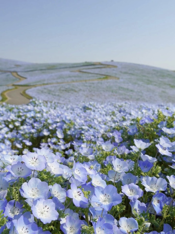 Spring Exchange | Summer-Exclusive Dreamy Blue Flower Field | Trip