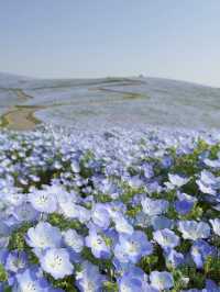 Spring Exchange | Summer-Exclusive Dreamy Blue Flower Field