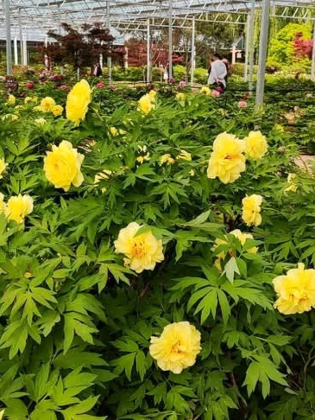 洛陽隋唐城遺址植物園賞牡丹