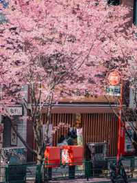 Where Spring Never Ends: Sakura Moments in Tokyo