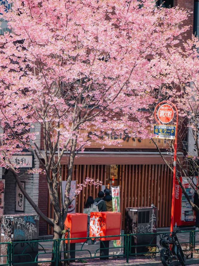 Where Spring Never Ends: Sakura Moments in Tokyo