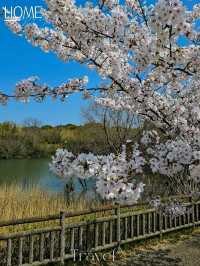 Iwagaike Park 🌷🪻🌸
