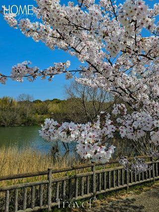Iwagaike Park 🌷🪻🌸