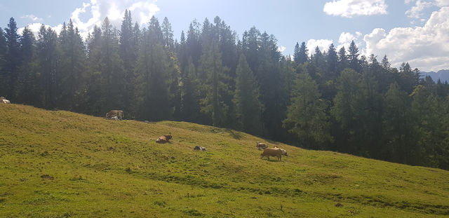 🚠 Gosaukammbahn – 고사우 호수를 내려다보는 최고의 뷰포인트