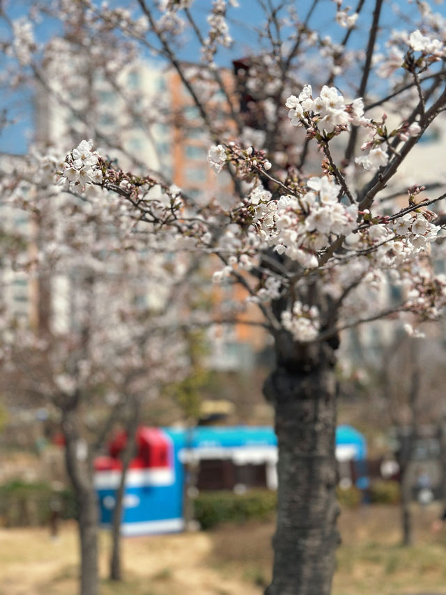 Petals & Paradise: My Cherry Blossom Adventure in Jinhae