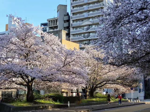 福岡賞櫻🌸西公園櫻花璀璨🌸