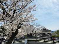 北九洲賞花🌸 熊本城櫻花盛開🌸