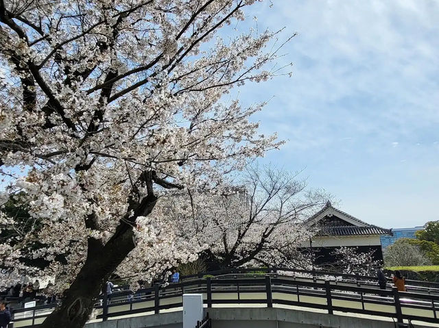 北九洲賞花🌸 熊本城櫻花盛開🌸